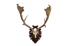 Carved Taxidermy trophy shield base for a fallow deer trophy